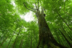 5/18（土）つながりを取り戻すワーク ～七世代先の子孫と対話する～